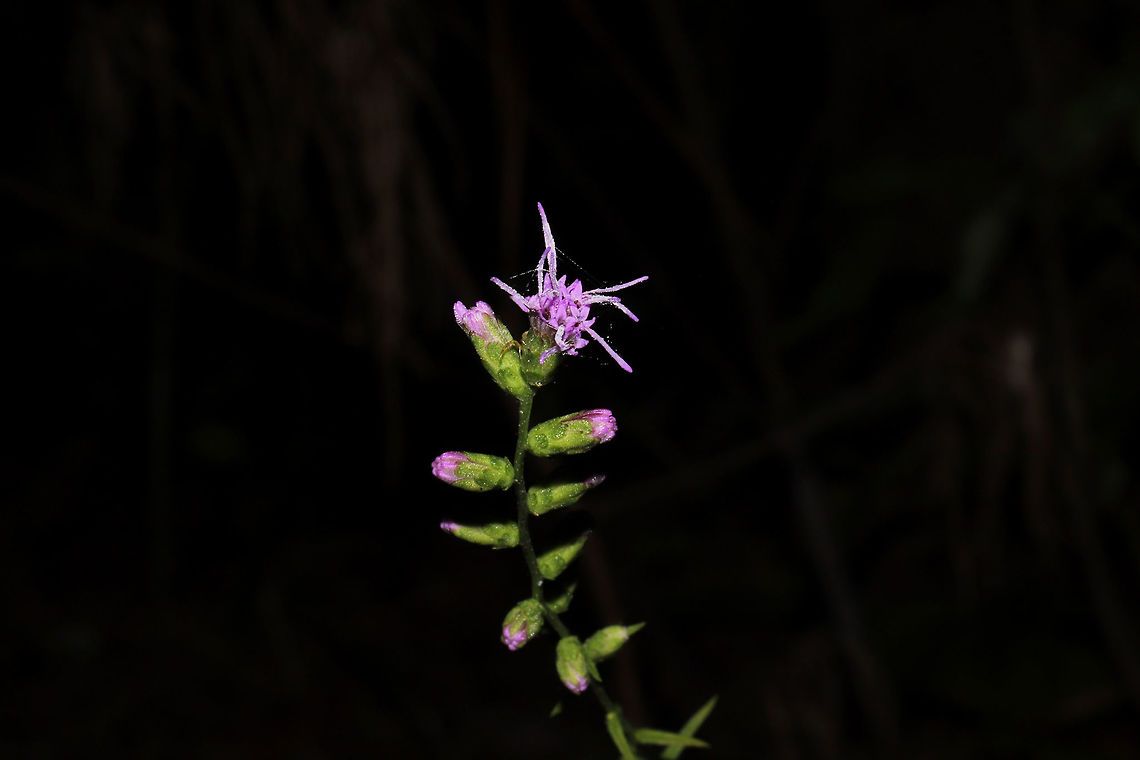 Shaggy Blazing Star (Liatris elegantula) Just beginning to bloom. At a dense mixed hardwood/coniferous forest edge in NW Georgia (Gordon County), US. The same location as previous years.<br />
<br />
I did the climb up one of our roadside ridges for a quick shot of this (before nearly falling and sliding back down). Unfortunately, I think this shot landed me with over a dozen tiny deer ticks on my legs.  Geotagged,Liatris elegantula,Shaggy Blazing Star,Summer,United States