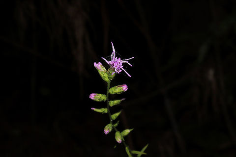 Shaggy Blazing Star (Liatris elegantula) Just beginning to bloom. At a dense mixed hardwood/coniferous forest edge in NW Georgia (Gordon County), US. The same location as previous years.

I did the climb up one of our roadside ridges for a quick shot of this (before nearly falling and sliding back down). Unfortunately, I think this shot landed me with over a dozen tiny deer ticks on my legs.  Geotagged,Liatris elegantula,Shaggy Blazing Star,Summer,United States
