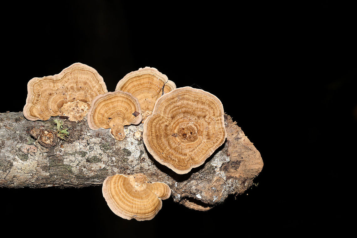 Thin-walled Maze Polypore (Daedaleopsis confragosa) In a moist forest, on an oak branch.<br />
I&#039;ve gotten a bit rusty with my fungi, so I&#039;m double-checking this one. Feel free to pitch in if you disagree/agree. The maze-like (rather than gilled) fertile surface brought me to this ID. <br />
<br />
Edit: I found out from Joan Knapp that this is D. confragrosa rather than D. quercina. The latter does not really occur down South. She had a similar specimen as mine sequenced and it was very closely related to D. confragrosa.<br />
<figure class="photo"><a href="https://www.jungledragon.com/image/84559/thin-walled_maze_polypore_daedaleopsis_confragosa.html" title="Thin-walled Maze Polypore (Daedaleopsis confragosa)"><img src="https://s3.amazonaws.com/media.jungledragon.com/images/3231/84559_thumb.jpg?AWSAccessKeyId=05GMT0V3GWVNE7GGM1R2&Expires=1767225610&Signature=q7T07wGDYTRwWsqTTMbP5M3C60w%3D" width="200" height="134" alt="Thin-walled Maze Polypore (Daedaleopsis confragosa) In a moist forest, on an oak branch.<br />
I&#039;ve gotten a bit rusty with my fungi, so I&#039;m double-checking this one. Feel free to pitch in if you disagree/agree. The maze-like (rather than gilled) fertile surface brought me to this ID.<br />
<br />
Edit: I found out from Joan Knapp that this is D. confragrosa rather than D. quercina. The latter does not really occur down South. She had a similar specimen as mine sequenced and it was very closely related to D. congragrosa. Daedalea quercina,Daedaleopsis confragosa,Geotagged,Oak mazegill,Summer,Thin walled maze polypore,United States" /></a></figure> Daedalea quercina,Daedaleopsis confragosa,Geotagged,Oak mazegill,Summer,Thin walled maze polypore,United States