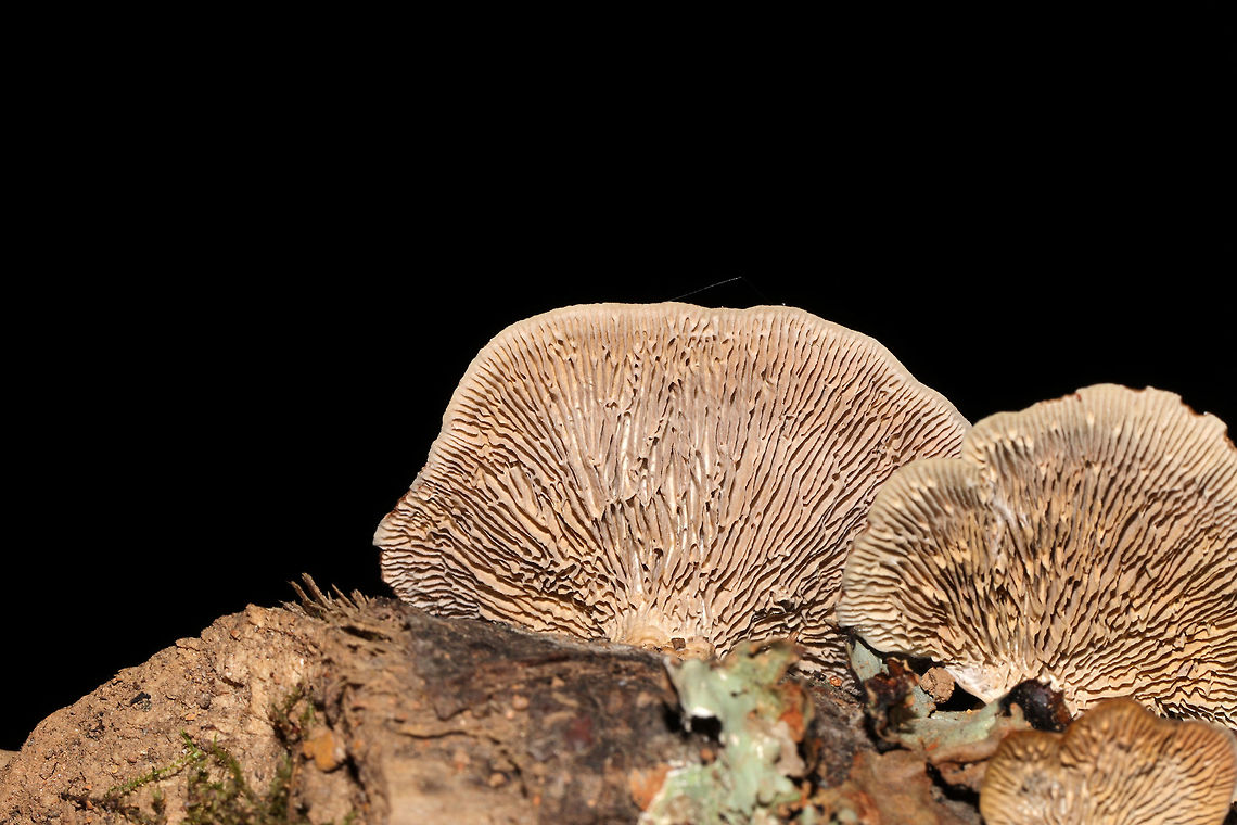 Thin-walled Maze Polypore (Daedaleopsis confragosa) In a moist forest, on an oak branch.<br />
I&#039;ve gotten a bit rusty with my fungi, so I&#039;m double-checking this one. Feel free to pitch in if you disagree/agree. The maze-like (rather than gilled) fertile surface brought me to this ID.<br />
<br />
Edit: I found out from Joan Knapp that this is D. confragrosa rather than D. quercina. The latter does not really occur down South. She had a similar specimen as mine sequenced and it was very closely related to D. congragrosa. Daedalea quercina,Daedaleopsis confragosa,Geotagged,Oak mazegill,Summer,Thin walled maze polypore,United States