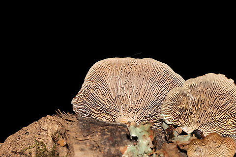 Thin-walled Maze Polypore (Daedaleopsis confragosa) In a moist forest, on an oak branch.
I've gotten a bit rusty with my fungi, so I'm double-checking this one. Feel free to pitch in if you disagree/agree. The maze-like (rather than gilled) fertile surface brought me to this ID.

Edit: I found out from Joan Knapp that this is D. confragrosa rather than D. quercina. The latter does not really occur down South. She had a similar specimen as mine sequenced and it was very closely related to D. congragrosa. Daedalea quercina,Daedaleopsis confragosa,Geotagged,Oak mazegill,Summer,Thin walled maze polypore,United States