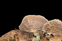 Thin-walled Maze Polypore (Daedaleopsis confragosa) In a moist forest, on an oak branch.<br />
I've gotten a bit rusty with my fungi, so I'm double-checking this one. Feel free to pitch in if you disagree/agree. The maze-like (rather than gilled) fertile surface brought me to this ID.<br />
<br />
Edit: I found out from Joan Knapp that this is D. confragrosa rather than D. quercina. The latter does not really occur down South. She had a similar specimen as mine sequenced and it was very closely related to D. congragrosa. Daedalea quercina,Daedaleopsis confragosa,Geotagged,Oak mazegill,Summer,Thin walled maze polypore,United States