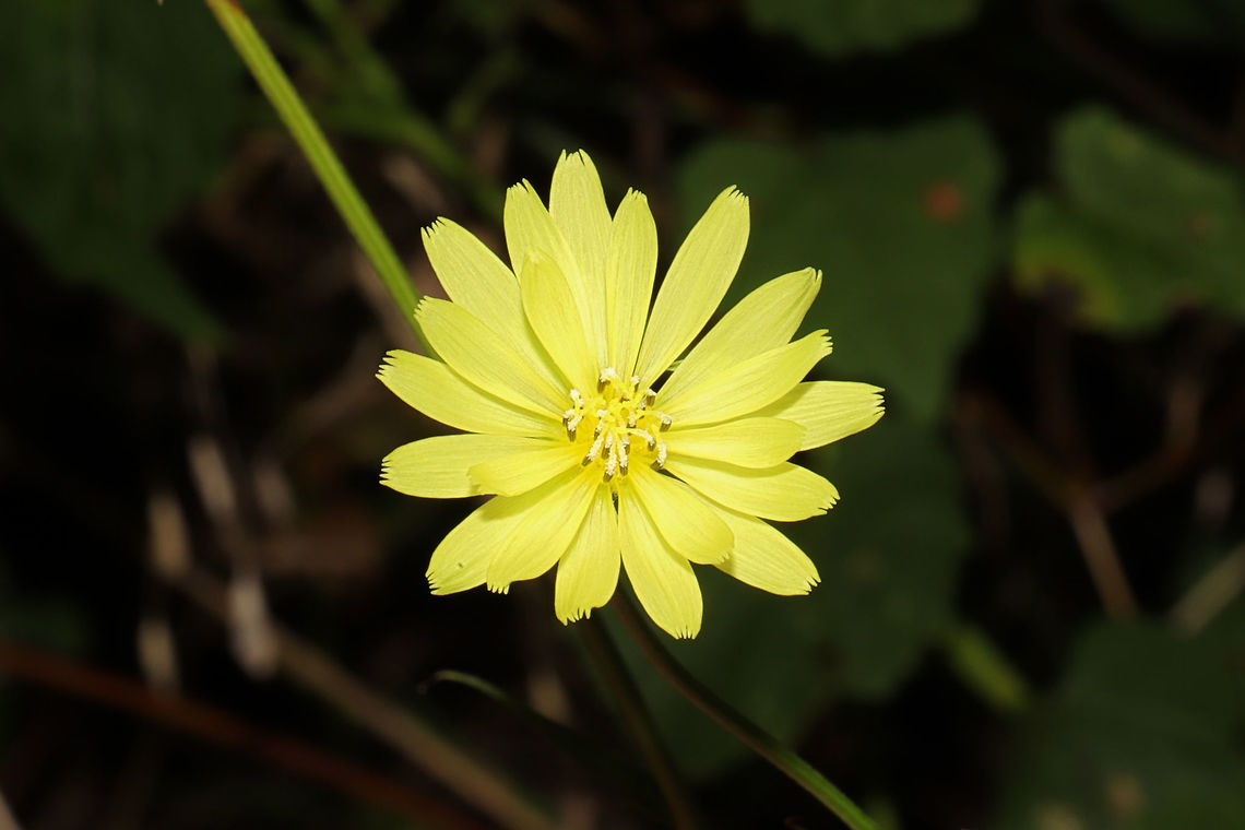 Carolina False Dandelion (Pyrrhopappus carolinianus) At a meadowy powerline cut near a wetland/lake re-regulation reservoir. <br />
<figure class="photo"><a href="https://www.jungledragon.com/image/84562/carolina_false_dandelion_pyrrhopappus_carolinianus.html" title="Carolina False Dandelion (Pyrrhopappus carolinianus)"><img src="https://s3.amazonaws.com/media.jungledragon.com/images/3231/84562_thumb.jpg?AWSAccessKeyId=05GMT0V3GWVNE7GGM1R2&Expires=1769040010&Signature=LRNGEAcEjqwoSLbmaggmYqnYDUQ%3D" width="200" height="134" alt="Carolina False Dandelion (Pyrrhopappus carolinianus) At a meadowy powerline cut near a wetland/lake re-regulation reservoir. <br />
https://www.jungledragon.com/image/84561/carolina_false_dandelion_pyrrhopappus_carolinianus.html Carolina False Dandelion,Geotagged,Pyrrhopappus carolinianus,Summer,United States" /></a></figure> Carolina False Dandelion,Geotagged,Pyrrhopappus carolinianus,Summer,United States