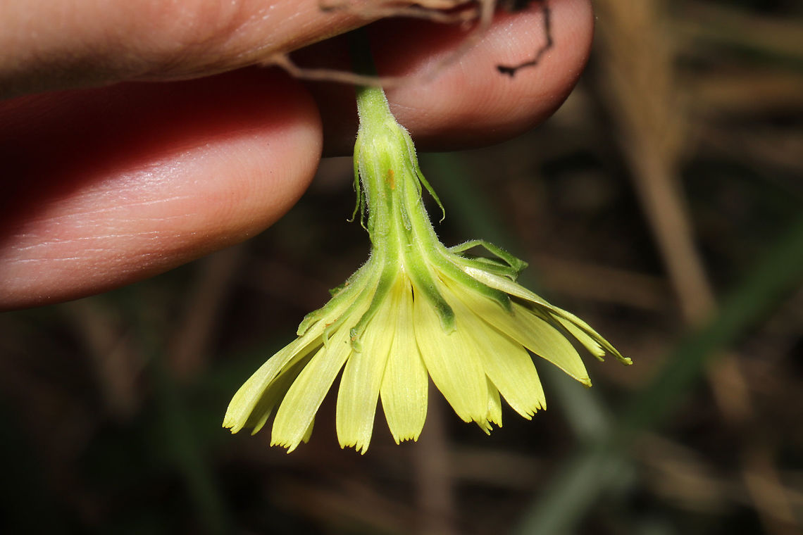 Carolina False Dandelion (Pyrrhopappus carolinianus) At a meadowy powerline cut near a wetland/lake re-regulation reservoir. <br />
<figure class="photo"><a href="https://www.jungledragon.com/image/84561/carolina_false_dandelion_pyrrhopappus_carolinianus.html" title="Carolina False Dandelion (Pyrrhopappus carolinianus)"><img src="https://s3.amazonaws.com/media.jungledragon.com/images/3231/84561_thumb.jpg?AWSAccessKeyId=05GMT0V3GWVNE7GGM1R2&Expires=1759968010&Signature=Rmi6pX5663KDuENhTPxMQgEoC7E%3D" width="200" height="134" alt="Carolina False Dandelion (Pyrrhopappus carolinianus) At a meadowy powerline cut near a wetland/lake re-regulation reservoir. <br />
https://www.jungledragon.com/image/84562/carolina_false_dandelion_pyrrhopappus_carolinianus.html Carolina False Dandelion,Geotagged,Pyrrhopappus carolinianus,Summer,United States" /></a></figure> Carolina False Dandelion,Geotagged,Pyrrhopappus carolinianus,Summer,United States