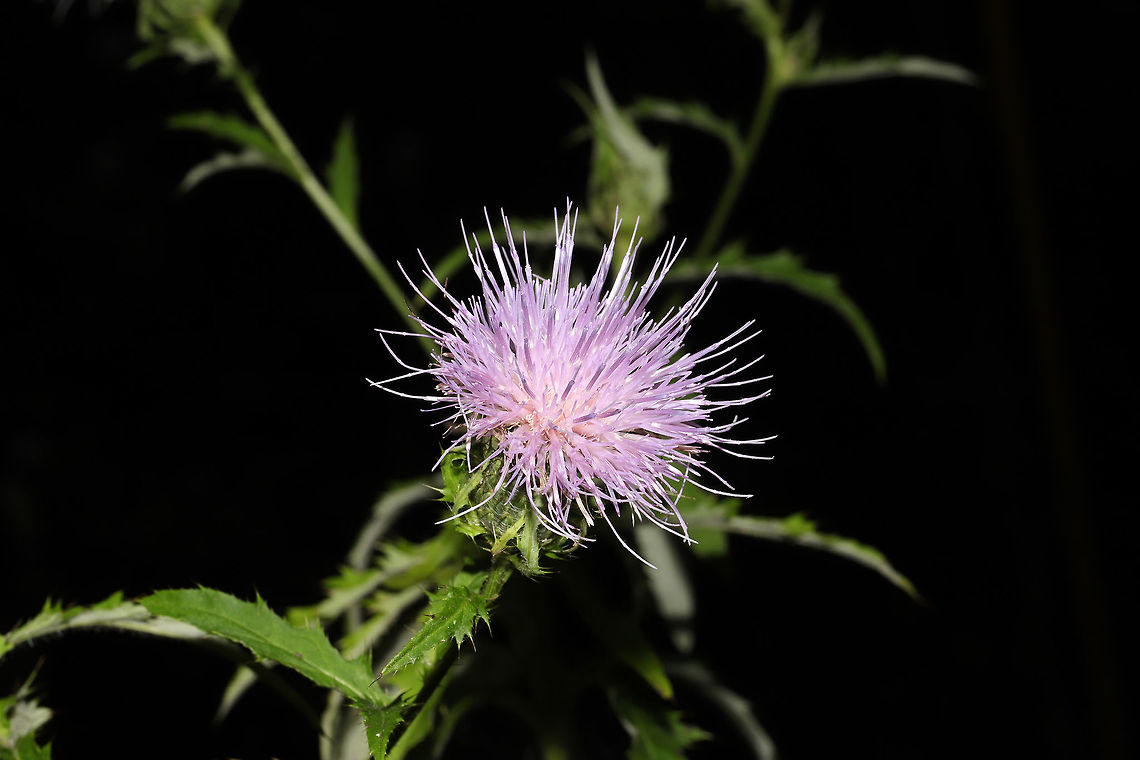Tall Thistle (Cirsium altissimum) Growing on a dirt roadside at the edge of a dense mixed forest. These plants grow to extreme heights, ours topping out at around 11 feet (35 dm)! The swallowtail butterflies love nectaring on these flowers!<br />
<br />
Leaves are shallowly lobed with white undersurfaces. C. discolor is similar but has deeply pinnatifid leaves. Cirsium altissimum,Geotagged,Summer,Tall thistle,United States