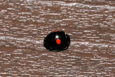 Twice-stabbed Lady Beetle (Chilocorus stigma) In a moist forested area/wetland.  Chilocorus stigma,Geotagged,Summer,Twice-stabbed lady beetle,United States