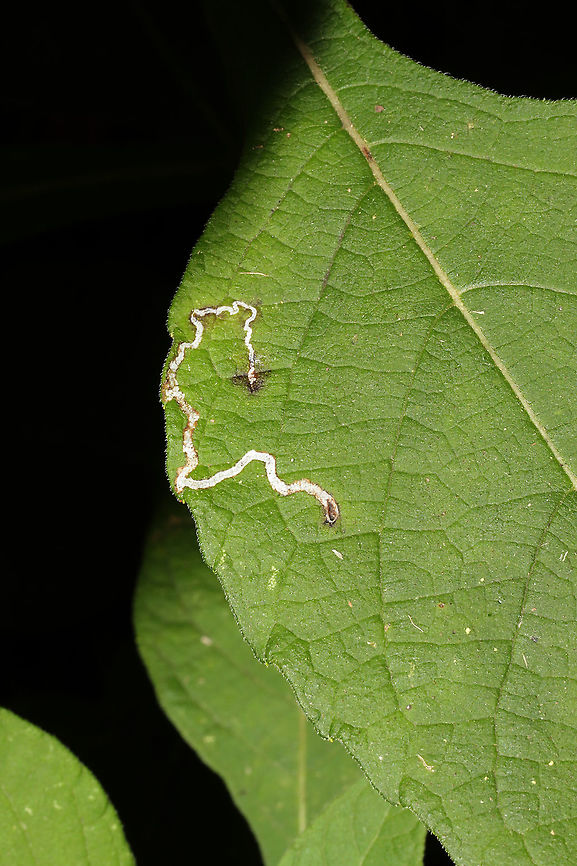 Liriomyza sp.? on Frostweed (Verbesina virginica) Leafmine on Frostweed (Verbesina virginica) at the edge of a dense mixed forest. Please feel free to correct/further this ID! Geotagged,Summer,United States