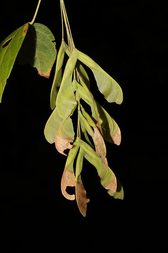 Boxelder Maple (Acer negundo) In a moist forested area near a lake re-regulation reservoir. <br />
<figure class="photo"><a href="https://www.jungledragon.com/image/84567/boxelder_maple_acer_negundo.html" title="Boxelder Maple (Acer negundo)"><img src="https://s3.amazonaws.com/media.jungledragon.com/images/3231/84567_thumb.jpg?AWSAccessKeyId=05GMT0V3GWVNE7GGM1R2&Expires=1767225610&Signature=rgR26tAHE0A6CFgyysC7qZd9wsE%3D" width="102" height="152" alt="Boxelder Maple (Acer negundo) In a moist forested area near a lake re-regulation reservoir. <br />
https://www.jungledragon.com/image/84566/boxelder_maple_acer_negundo.html Acer negundo,Box elder,Geotagged,Summer,United States" /></a></figure> Acer negundo,Box elder,Geotagged,Summer,United States
