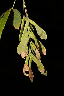 Boxelder Maple (Acer negundo) In a moist forested area near a lake re-regulation reservoir. 
https://www.jungledragon.com/image/84567/boxelder_maple_acer_negundo.html Acer negundo,Box elder,Geotagged,Summer,United States