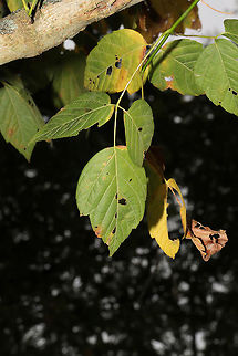Boxelder Maple (Acer negundo) In a moist forested area near a lake re-regulation reservoir. 
https://www.jungledragon.com/image/84566/boxelder_maple_acer_negundo.html Acer negundo,Box elder,Geotagged,Summer,United States