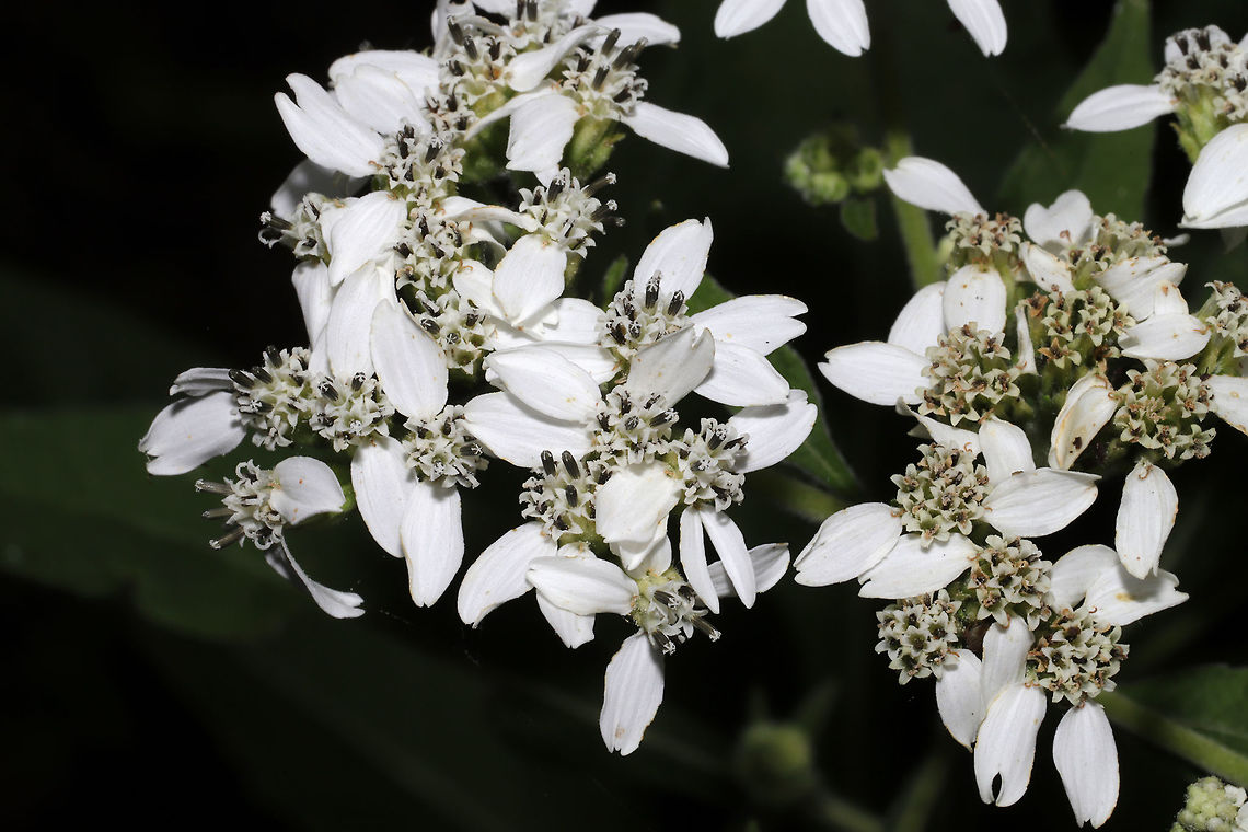 Frostweed (Verbesina virginica)  At a meadowy powerline cut near a wetland/lake re-regulation reservoir. <br />
<br />
This plant gets its common name from an unusual phenomenon that occurs with the first freezing temperatures of the year. The cell walls of stems burst under freezing conditions and form unique ice formations called frost flowers!<br />
<br />
Watch this cool Youtube video of them forming:<br />
<section class="video"><iframe width="448" height="282" src="https://www.youtube-nocookie.com/embed/mBnXHgAyaVg?hd=1&autoplay=0&rel=0" frameborder="0" allowfullscreen></iframe></section> Frostweed,Geotagged,Summer,United States,Verbesina virginica