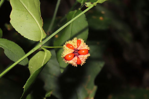 Hearts-A-Bustin' (Euonymus americanus) In a moist forested area near a lake re-regulation reservoir.  Euonymus americanus,Geotagged,Hearts-A-Bustin',Summer,United States