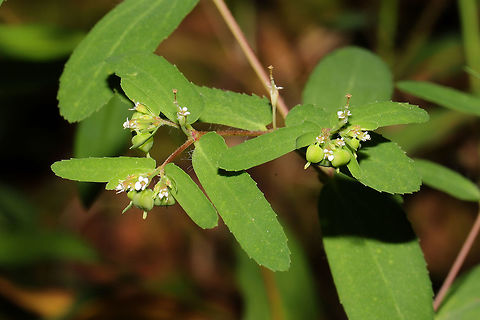Nodding Spurge (Euphorbia nutans) On a meadowy roadside near the edge of a dense mixed forest. Very hard to photograph those tiny flowers!!!
https://www.jungledragon.com/image/84571/nodding_spurge_euphorbia_nutans.html Euphorbia nutans,Geotagged,Summer,United States