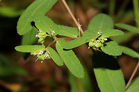 Nodding Spurge (Euphorbia nutans) On a meadowy roadside near the edge of a dense mixed forest. Very hard to photograph those tiny flowers!!!<br />
https://www.jungledragon.com/image/84571/nodding_spurge_euphorbia_nutans.html Euphorbia nutans,Geotagged,Summer,United States