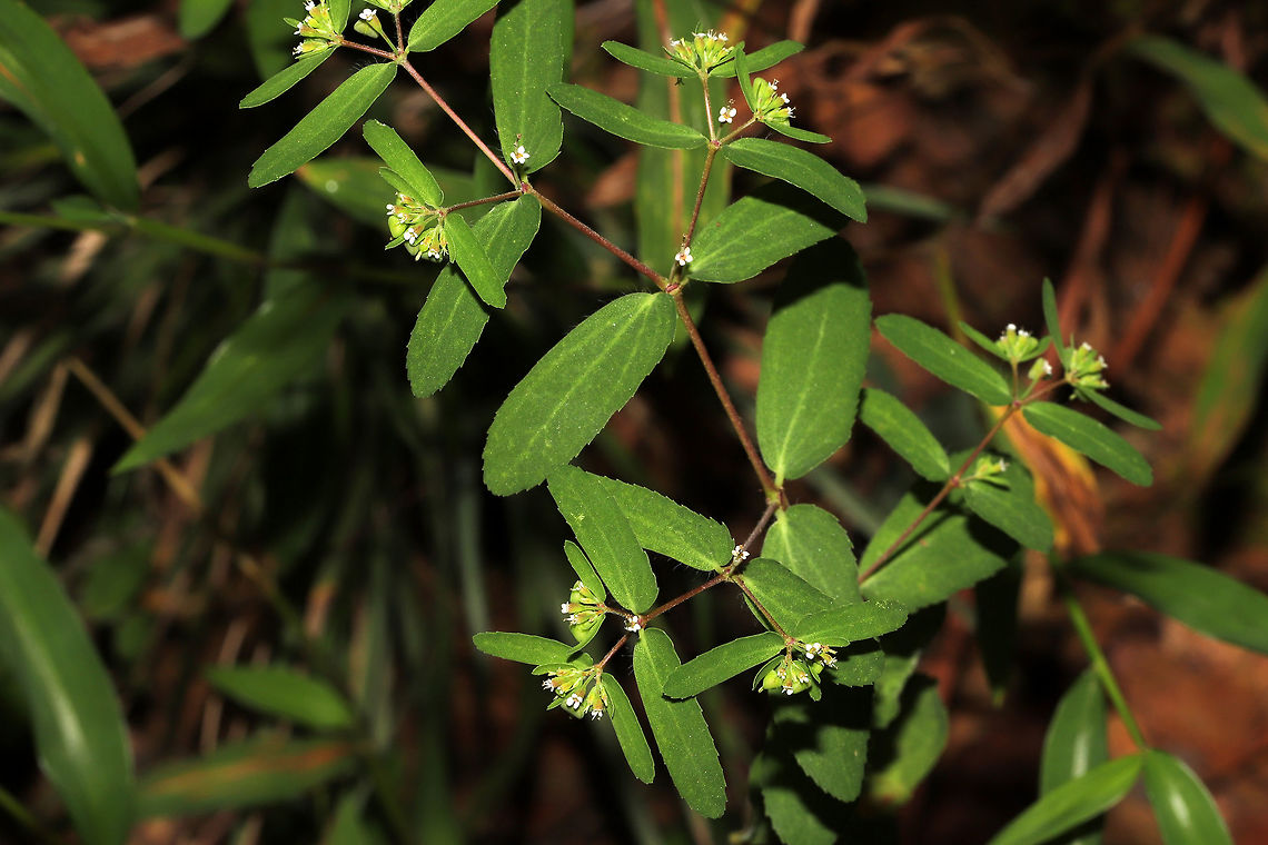 Nodding Spurge (Euphorbia nutans) On a meadowy roadside near the edge of a dense mixed forest. Very hard to photograph those tiny flowers!!!<br />
<figure class="photo"><a href="https://www.jungledragon.com/image/84570/nodding_spurge_euphorbia_nutans.html" title="Nodding Spurge (Euphorbia nutans)"><img src="https://s3.amazonaws.com/media.jungledragon.com/images/3231/84570_thumb.jpg?AWSAccessKeyId=05GMT0V3GWVNE7GGM1R2&Expires=1769040010&Signature=bmqx6oAOcIzN4ynn3B5yAYT8Yso%3D" width="200" height="134" alt="Nodding Spurge (Euphorbia nutans) On a meadowy roadside near the edge of a dense mixed forest. Very hard to photograph those tiny flowers!!!<br />
https://www.jungledragon.com/image/84571/nodding_spurge_euphorbia_nutans.html Euphorbia nutans,Geotagged,Summer,United States" /></a></figure> Euphorbia nutans,Geotagged,Summer,United States