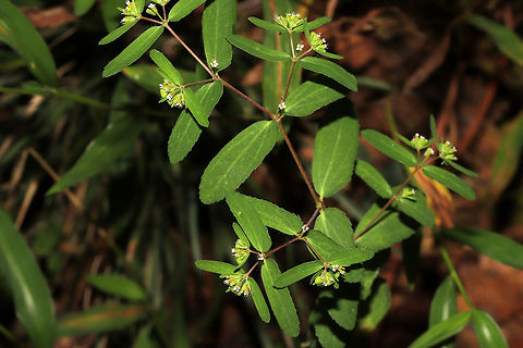 Nodding Spurge (Euphorbia nutans) On a meadowy roadside near the edge of a dense mixed forest. Very hard to photograph those tiny flowers!!!
https://www.jungledragon.com/image/84570/nodding_spurge_euphorbia_nutans.html Euphorbia nutans,Geotagged,Summer,United States