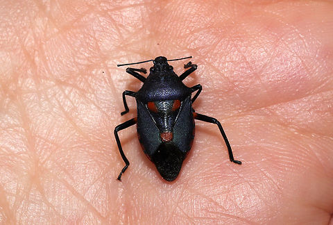 Florida Predatory Stink Bug (Euthyrhynchus floridanus) At the disturbed edge of a dense mixed forest.  Euthyrhynchus floridanus,Florida Predatory Stink Bug,Geotagged,Summer,United States