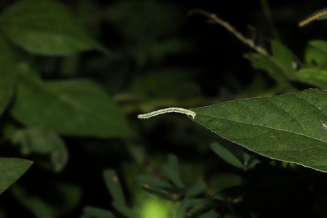 Geometer Moth Larva/Inchworm (Family Geometridae) Inchworm on American Hog Peanut (Amphicarpaea bracteata) and Late Boneset (Eupatorium serotinum)  Geotagged,Summer,United States