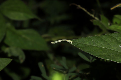 Geometer Moth Larva/Inchworm (Family Geometridae) Inchworm on American Hog Peanut (Amphicarpaea bracteata) and Late Boneset (Eupatorium serotinum)  Geotagged,Summer,United States