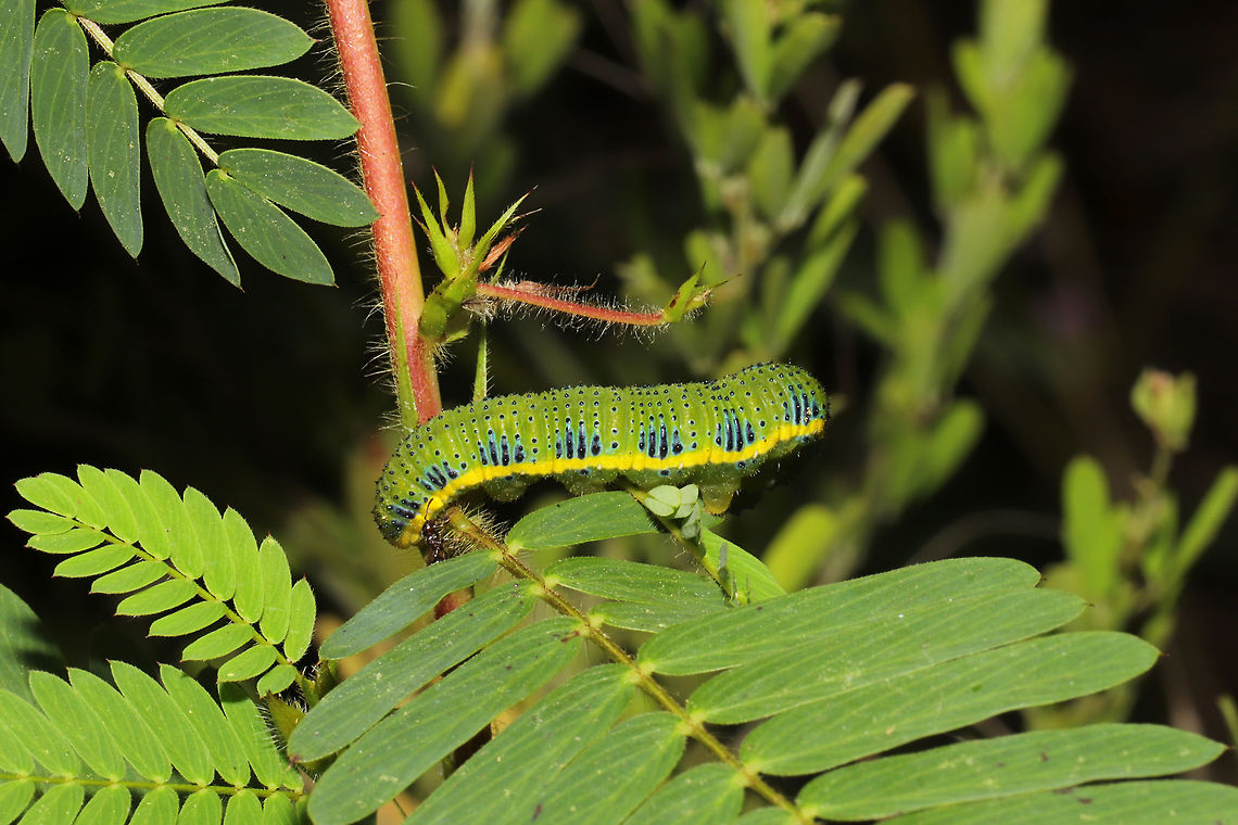 Cloudless Sulfur Larva (Phoebis sennae) On Partridge pea (Chamaecrista fasciculata), one of its known host plants. Its host plants (Senna, Cassia, and Chamaecrista sp.) are all poisonous species. So larvae like this one that (pretty much exclusively) feed on them accumulate a toxic deterrent!<br />
<br />
<br />
Even Jason sees how I think they are somewhat camouflaging themselves as the &quot;peas&quot; (despite the aposematic coloration)! Look at the pods in the background in comparison!<br />
<br />
At a meadowy powerline cut near a wetland/lake re-regulation reservoir. <br />
<figure class="photo"><a href="https://www.jungledragon.com/image/84575/cloudless_sulfur_larva_phoebis_sennae.html" title="Cloudless Sulfur Larva (Phoebis sennae)"><img src="https://s3.amazonaws.com/media.jungledragon.com/images/3231/84575_thumb.jpg?AWSAccessKeyId=05GMT0V3GWVNE7GGM1R2&Expires=1759968010&Signature=AjmuHI1y5H69RMYjKzqwjMiN4ow%3D" width="200" height="134" alt="Cloudless Sulfur Larva (Phoebis sennae) On Partridge pea (Chamaecrista fasciculata), one of its known host plants. Its host plants (Senna, Cassia, and Chamaecrista sp.) are all poisonous species. So larvae like this one that (pretty much exclusively) feed on them accumulate a toxic deterrent!<br />
<br />
Even Jason sees how I think they are somewhat camouflaging themselves as the &quot;peas&quot; (despite the aposematic coloration)! Look at the pods in the background in comparison!<br />
<br />
At a meadowy powerline cut near a wetland/lake re-regulation reservoir. <br />
https://www.jungledragon.com/image/84574/cloudless_sulfur_larva_phoebis_sennae.html Cloudless sulphur,Geotagged,Phoebis sennae,Summer,United States" /></a></figure> Cloudless sulphur,Geotagged,Phoebis sennae,Summer,United States