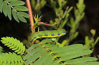 Cloudless Sulfur Larva (Phoebis sennae) On Partridge pea (Chamaecrista fasciculata), one of its known host plants. Its host plants (Senna, Cassia, and Chamaecrista sp.) are all poisonous species. So larvae like this one that (pretty much exclusively) feed on them accumulate a toxic deterrent!<br />
<br />
<br />
Even Jason sees how I think they are somewhat camouflaging themselves as the "peas" (despite the aposematic coloration)! Look at the pods in the background in comparison!<br />
<br />
At a meadowy powerline cut near a wetland/lake re-regulation reservoir. <br />
https://www.jungledragon.com/image/84575/cloudless_sulfur_larva_phoebis_sennae.html Cloudless sulphur,Geotagged,Phoebis sennae,Summer,United States