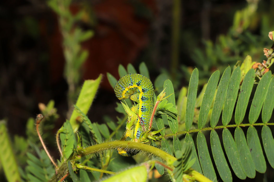 Cloudless Sulfur Larva (Phoebis sennae) On Partridge pea (Chamaecrista fasciculata), one of its known host plants. Its host plants (Senna, Cassia, and Chamaecrista sp.) are all poisonous species. So larvae like this one that (pretty much exclusively) feed on them accumulate a toxic deterrent!<br />
<br />
Even Jason sees how I think they are somewhat camouflaging themselves as the &quot;peas&quot; (despite the aposematic coloration)! Look at the pods in the background in comparison!<br />
<br />
At a meadowy powerline cut near a wetland/lake re-regulation reservoir. <br />
<figure class="photo"><a href="https://www.jungledragon.com/image/84574/cloudless_sulfur_larva_phoebis_sennae.html" title="Cloudless Sulfur Larva (Phoebis sennae)"><img src="https://s3.amazonaws.com/media.jungledragon.com/images/3231/84574_thumb.jpg?AWSAccessKeyId=05GMT0V3GWVNE7GGM1R2&Expires=1767225610&Signature=QOhj2XMJXbLsTwvChlpkckgj0xo%3D" width="200" height="134" alt="Cloudless Sulfur Larva (Phoebis sennae) On Partridge pea (Chamaecrista fasciculata), one of its known host plants. Its host plants (Senna, Cassia, and Chamaecrista sp.) are all poisonous species. So larvae like this one that (pretty much exclusively) feed on them accumulate a toxic deterrent!<br />
<br />
<br />
Even Jason sees how I think they are somewhat camouflaging themselves as the &quot;peas&quot; (despite the aposematic coloration)! Look at the pods in the background in comparison!<br />
<br />
At a meadowy powerline cut near a wetland/lake re-regulation reservoir. <br />
https://www.jungledragon.com/image/84575/cloudless_sulfur_larva_phoebis_sennae.html Cloudless sulphur,Geotagged,Phoebis sennae,Summer,United States" /></a></figure> Cloudless sulphur,Geotagged,Phoebis sennae,Summer,United States
