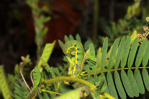 Cloudless Sulfur Larva (Phoebis sennae) On Partridge pea (Chamaecrista fasciculata), one of its known host plants. Its host plants (Senna, Cassia, and Chamaecrista sp.) are all poisonous species. So larvae like this one that (pretty much exclusively) feed on them accumulate a toxic deterrent!

Even Jason sees how I think they are somewhat camouflaging themselves as the "peas" (despite the aposematic coloration)! Look at the pods in the background in comparison!

At a meadowy powerline cut near a wetland/lake re-regulation reservoir. 
https://www.jungledragon.com/image/84574/cloudless_sulfur_larva_phoebis_sennae.html Cloudless sulphur,Geotagged,Phoebis sennae,Summer,United States