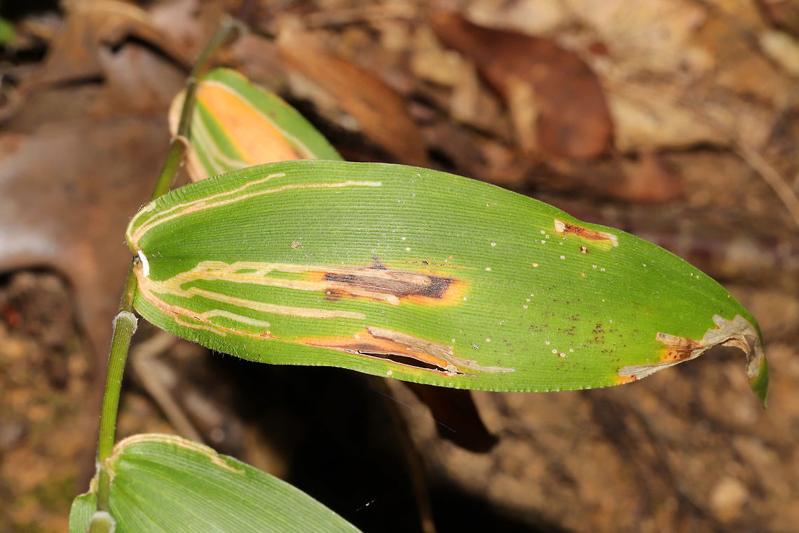 Grass Sheathminer Fly (Cerodontha dorsalis) Leaf Mines Leaf mines on Dicanthelium sp. At the edge of a dense mixed forest. <br />
<figure class="photo"><a href="https://www.jungledragon.com/image/84577/multiple_leaf_mines_on_dicanthelium_sp.html" title="Multiple Leaf Mines on Dicanthelium sp."><img src="https://s3.amazonaws.com/media.jungledragon.com/images/3231/84577_thumb.jpg?AWSAccessKeyId=05GMT0V3GWVNE7GGM1R2&Expires=1767225610&Signature=PMRk%2FkQIicsRMXrprEDsk42gKgQ%3D" width="200" height="134" alt="Multiple Leaf Mines on Dicanthelium sp. Leaf mines on Dicanthelium sp. At the edge of a dense mixed forest.<br />
https://www.jungledragon.com/image/84576/cerodontha_dorsalis_leaf_mines.html<br />
https://www.jungledragon.com/image/84613/cerodontha_angulata_leaf_mines.html Cerodontha,Cerodontha angulata,Cerodontha dorsalis,Geotagged,Summer,United States,leaf miner,leaf mines,leafminer,leafmines" /></a></figure><br />
<br />
Another leaf miner on the same plant. <br />
<figure class="photo"><a href="https://www.jungledragon.com/image/84613/cerodontha_angulata_leaf_mines.html" title="Cerodontha angulata Leaf Mines"><img src="https://s3.amazonaws.com/media.jungledragon.com/images/3231/84613_thumb.jpg?AWSAccessKeyId=05GMT0V3GWVNE7GGM1R2&Expires=1767225610&Signature=jRC%2BPMXgEeouDSr%2B9w4m%2Bq7Abwc%3D" width="102" height="152" alt="Cerodontha angulata Leaf Mines Leaf mines on Dicanthelium sp. At the edge of a dense mixed forest. <br />
<br />
More leaf mines on the same plant:<br />
https://www.jungledragon.com/image/84576/cerodontha_dorsalis_leaf_mines.html<br />
https://www.jungledragon.com/image/84577/multiple_leaf_mines.html Cerodontha angulata,Geotagged,Summer,United States,leaf miner,leaf mines,leafminer,leafmines" /></a></figure> Cerodontha dorsalis,Geotagged,Summer,United States,leaf miner,leaf mines,leafminer,leafmines