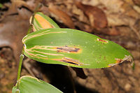 Grass Sheathminer Fly (Cerodontha dorsalis) Leaf Mines Leaf mines on Dicanthelium sp. At the edge of a dense mixed forest. <br />
https://www.jungledragon.com/image/84577/cerodontha_dorsalis_leaf_mines.html<br />
<br />
Another leaf miner on the same plant. <br />
https://www.jungledragon.com/image/84613/cerodontha_angulata_leaf_mines.html Cerodontha dorsalis,Geotagged,Summer,United States,leaf miner,leaf mines,leafminer,leafmines