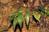 Multiple Leaf Mines on Dicanthelium sp. Leaf mines on Dicanthelium sp. At the edge of a dense mixed forest.<br />
https://www.jungledragon.com/image/84576/cerodontha_dorsalis_leaf_mines.html<br />
https://www.jungledragon.com/image/84613/cerodontha_angulata_leaf_mines.html Cerodontha,Cerodontha angulata,Cerodontha dorsalis,Geotagged,Summer,United States,leaf miner,leaf mines,leafminer,leafmines