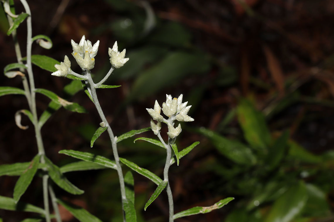 Sweet Everlasting (Pseudognaphalium obtusifolium) At the meadowy edge of a dense mixed forest. <br />
<figure class="photo"><a href="https://www.jungledragon.com/image/84579/sweet_everlasting_pseudognaphalium_obtusifolium.html" title="Sweet Everlasting (Pseudognaphalium obtusifolium)"><img src="https://s3.amazonaws.com/media.jungledragon.com/images/3231/84579_thumb.jpg?AWSAccessKeyId=05GMT0V3GWVNE7GGM1R2&Expires=1759968010&Signature=Wnw8Ne7Sm6w2cVpSmElZLuL3RZE%3D" width="200" height="134" alt="Sweet Everlasting (Pseudognaphalium obtusifolium) At the meadowy edge of a dense mixed forest. <br />
https://www.jungledragon.com/image/84578/sweet_everlasting_pseudognaphalium_obtusifolium.html Geotagged,Pseudognaphalium obtusifolium,Summer,Sweet Everlasting,United States" /></a></figure> Geotagged,Pseudognaphalium obtusifolium,Summer,Sweet Everlasting,United States