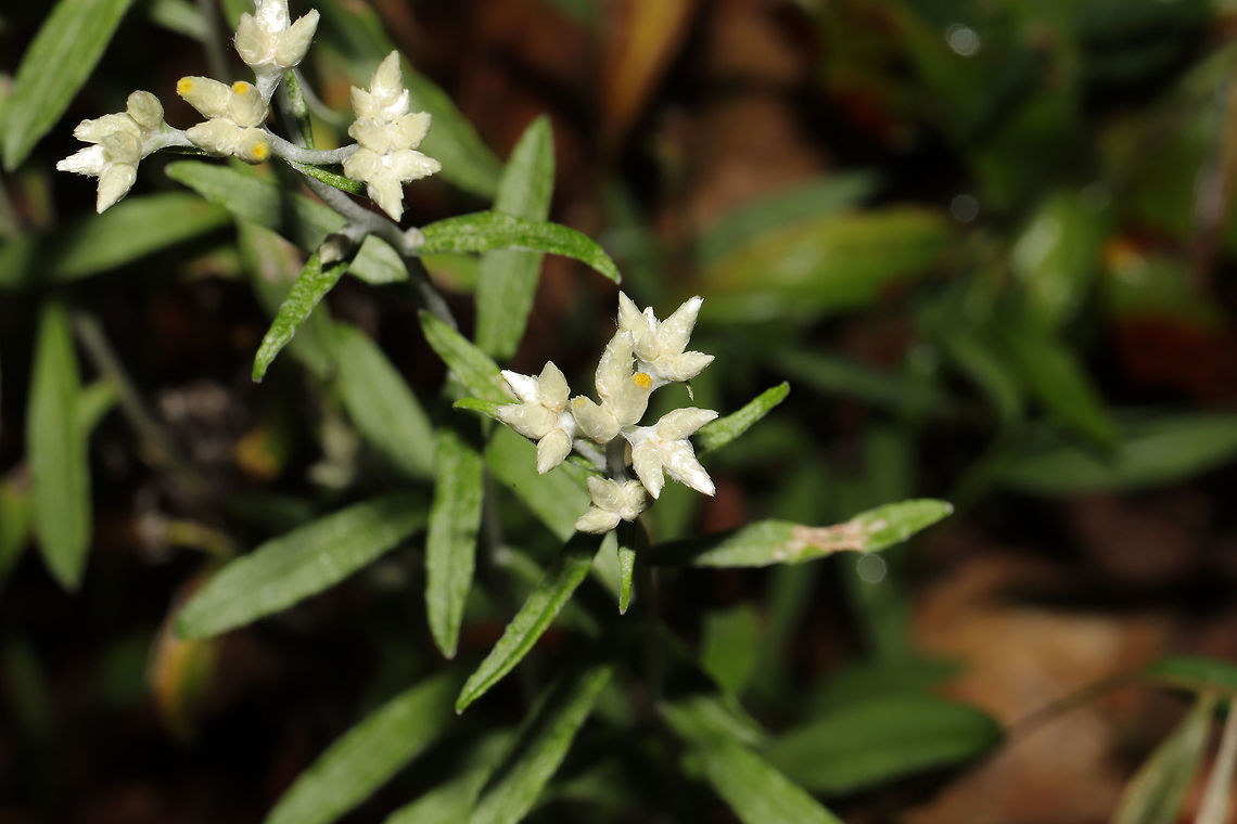 Sweet Everlasting (Pseudognaphalium obtusifolium) At the meadowy edge of a dense mixed forest. <br />
<figure class="photo"><a href="https://www.jungledragon.com/image/84578/sweet_everlasting_pseudognaphalium_obtusifolium.html" title="Sweet Everlasting (Pseudognaphalium obtusifolium)"><img src="https://s3.amazonaws.com/media.jungledragon.com/images/3231/84578_thumb.jpg?AWSAccessKeyId=05GMT0V3GWVNE7GGM1R2&Expires=1759968010&Signature=VQ8x0Hjv45YChQycL8lt9bjpavQ%3D" width="200" height="134" alt="Sweet Everlasting (Pseudognaphalium obtusifolium) At the meadowy edge of a dense mixed forest. <br />
https://www.jungledragon.com/image/84579/sweet_everlasting_pseudognaphalium_obtusifolium.html Geotagged,Pseudognaphalium obtusifolium,Summer,Sweet Everlasting,United States" /></a></figure> Geotagged,Pseudognaphalium obtusifolium,Summer,Sweet Everlasting,United States