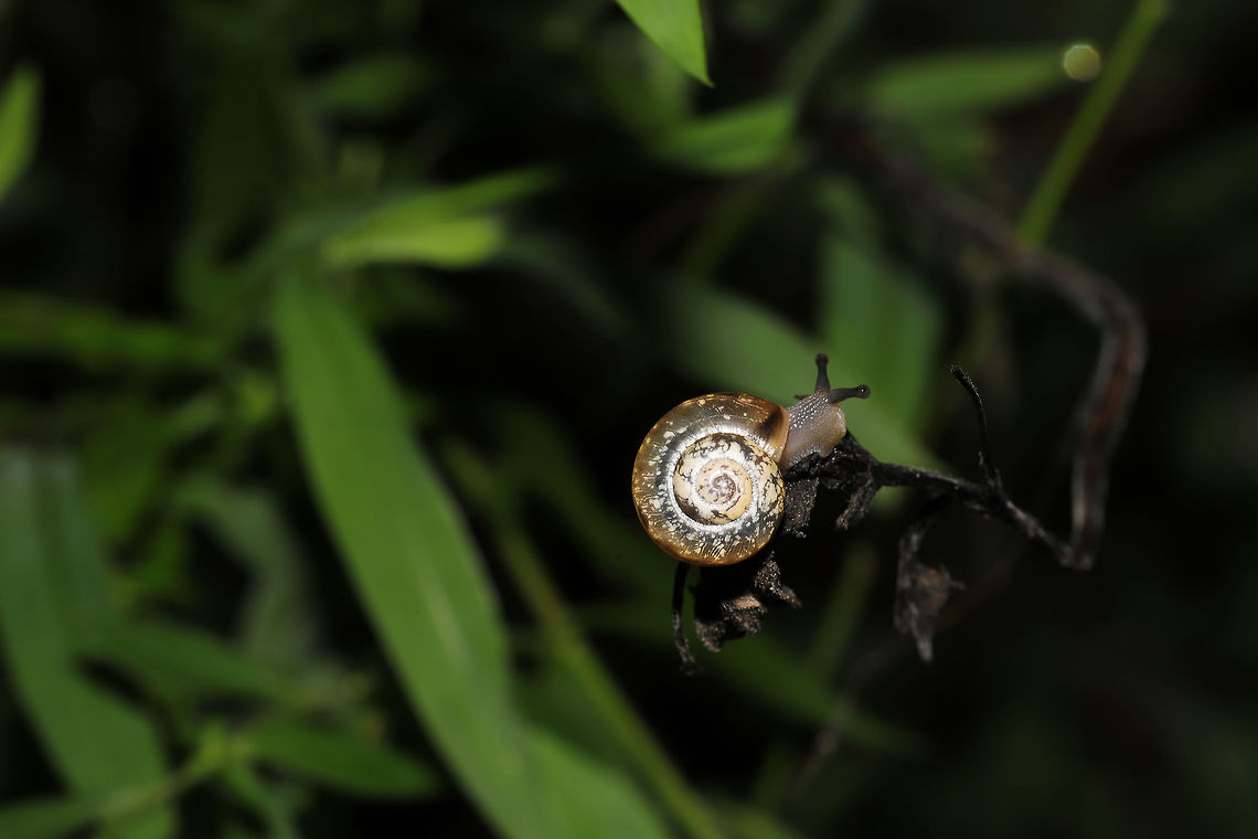Helicoid Land Snails (Superfamily Helicoidea) At the edge of a dense mixed forest.  Geotagged,Summer,United States