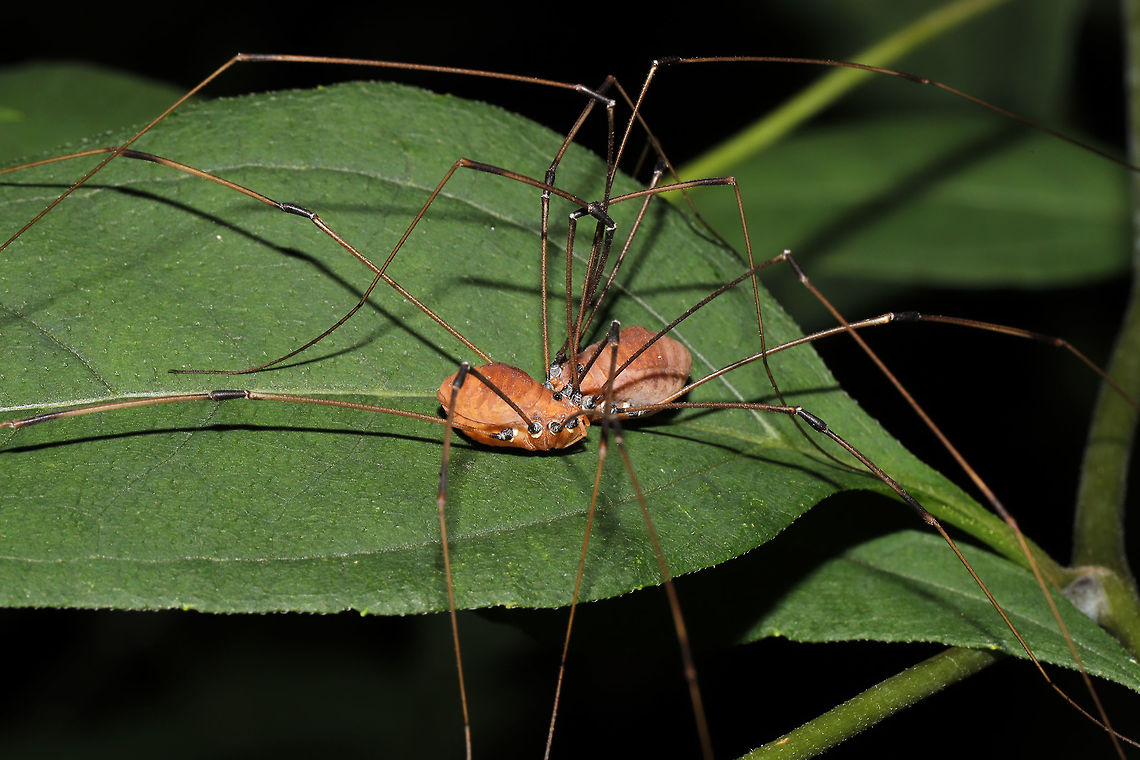 Leiobunum uxorium Mating pair? At the edge of a dense mixed forest.  Geotagged,Leiobunum uxorium,Summer,United States