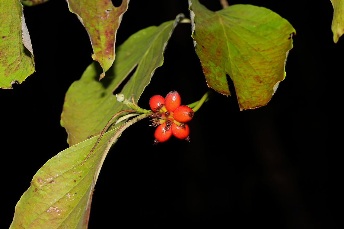 Flowering Dogwood (Cornus florida) - Fruiting At a dense mixed forest edge.  Cornus florida,Flowering dogwood,Geotagged,Summer,United States