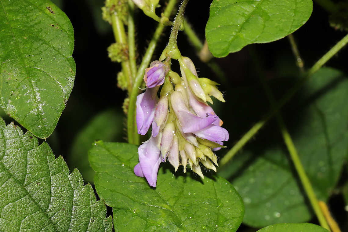 American Hog-Peanut (Amphicarpaea bracteata) At the meadowy edge of a dense mixed forest.  Amphicarpaea bracteata,Geotagged,Hog-peanut,Summer,United States