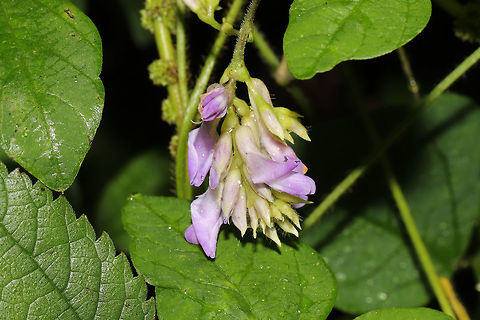 American Hog-Peanut (Amphicarpaea bracteata) At the meadowy edge of a dense mixed forest.  Amphicarpaea bracteata,Geotagged,Hog-peanut,Summer,United States