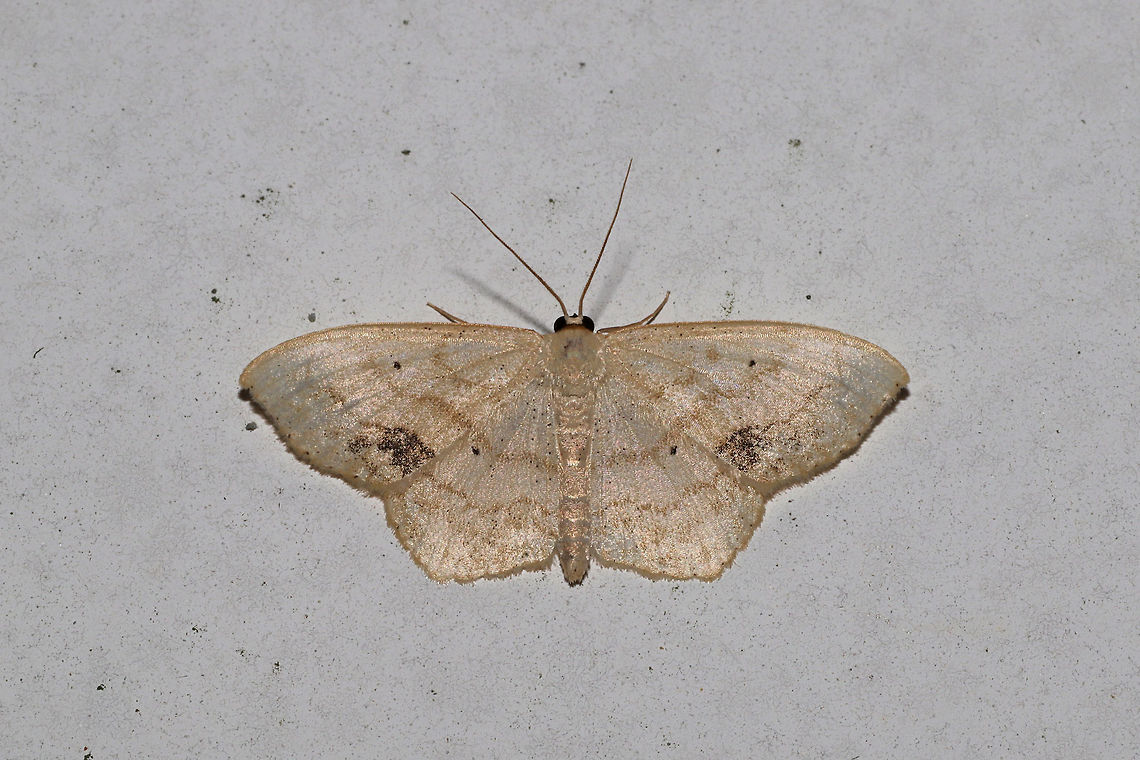 Scopula limboundata At porch lights near a dense mixed forest  Geotagged,Large Lace-border,Scopula limboundata,Scopula umbilicata,Summer,United States