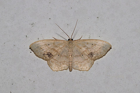 Scopula limboundata At porch lights near a dense mixed forest  Geotagged,Large Lace-border,Scopula limboundata,Scopula umbilicata,Summer,United States