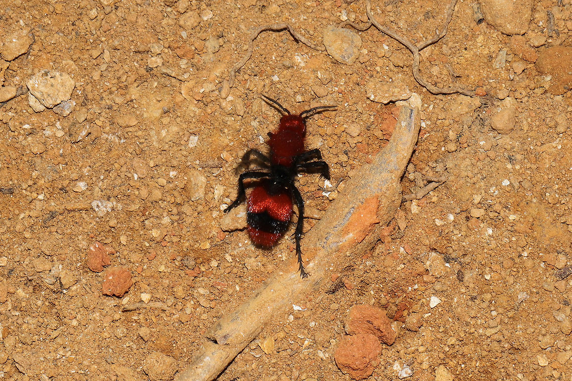 Common Eastern Velvet Ant (Dasymutilla occidentalis) At the disturbed edge of a dense mixed forest.  Dasymutilla occidentalis,Geotagged,Summer,United States