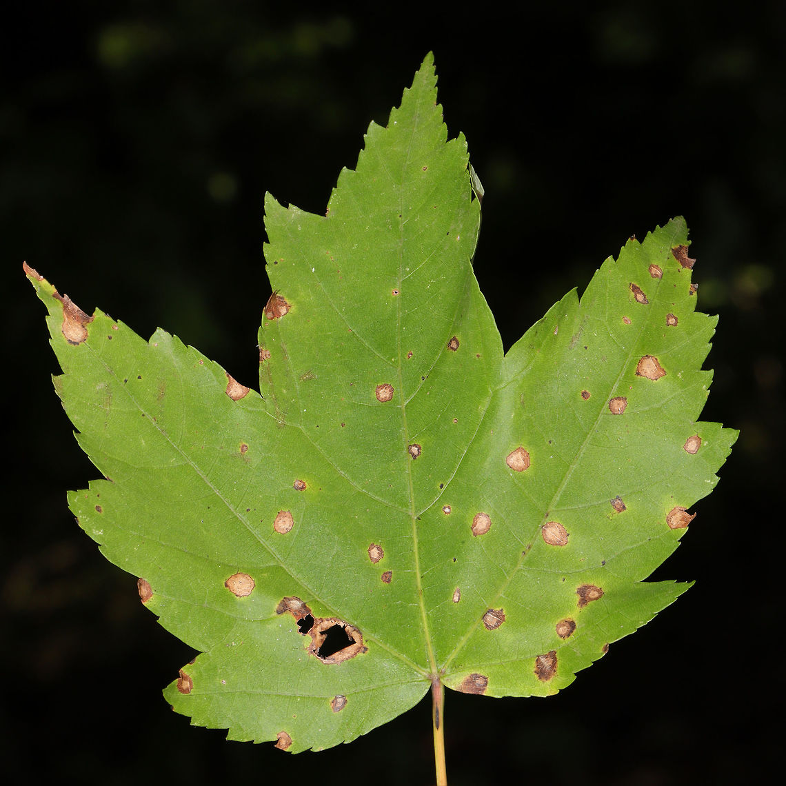 Bullseye Leaf Spot (Phyllosticta minima) Fungal leaf spot on a red maple leaf at the edge of a dense mixed forest. <br />
<figure class="photo"><a href="https://www.jungledragon.com/image/84590/bullseye_leaf_spot_phyllosticta_minima.html" title="Bullseye Leaf Spot (Phyllosticta minima)"><img src="https://s3.amazonaws.com/media.jungledragon.com/images/3231/84590_thumb.jpg?AWSAccessKeyId=05GMT0V3GWVNE7GGM1R2&Expires=1759968010&Signature=0%2FGz7e5Fo1mLtuOY78fNyydxDjQ%3D" width="200" height="134" alt="Bullseye Leaf Spot (Phyllosticta minima) Fungal leaf spot on a red maple leaf at the edge of a dense mixed forest. <br />
https://www.jungledragon.com/image/84589/bullseye_leaf_spot_phyllosticta_minima.html Geotagged,Phyllosticta micropuncta,Phyllosticta minima,Summer,United States" /></a></figure> Geotagged,Phyllosticta micropuncta,Phyllosticta minima,Summer,United States