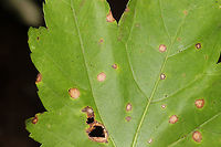 Bullseye Leaf Spot (Phyllosticta minima) Fungal leaf spot on a red maple leaf at the edge of a dense mixed forest. <br />
https://www.jungledragon.com/image/84589/bullseye_leaf_spot_phyllosticta_minima.html Geotagged,Phyllosticta micropuncta,Phyllosticta minima,Summer,United States