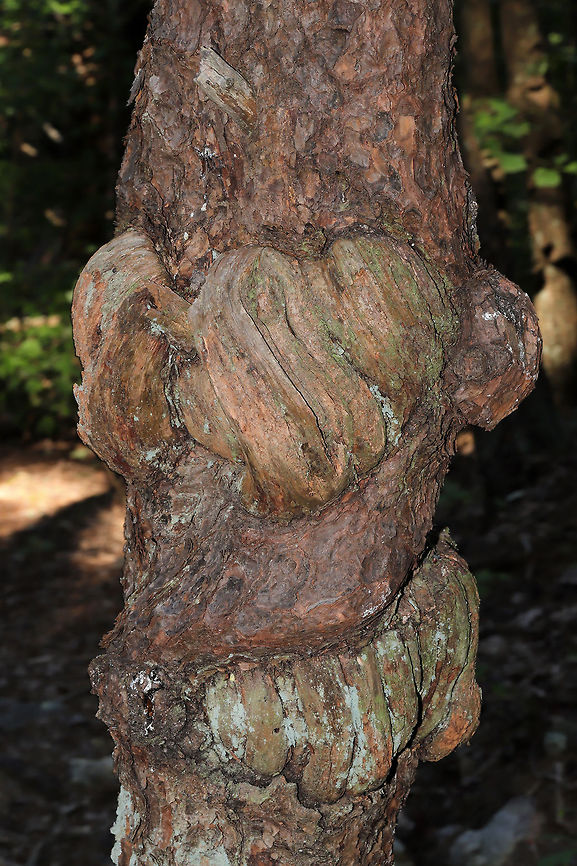 Strange Burls on Virginia Pine (Pinus virginiana) Found whilst hiking on a woodland trail. Jason and I thought it was beautiful!<br />
<br />
Edit: I realize now that I haven't even documented this very common pine species in our area. I will be coming back with more shots of this awesome tree in the near future! Geotagged,Pinus virginiana,Summer,United States