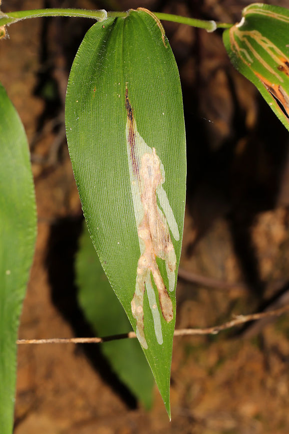 Cerodontha angulata Leaf Mines Leaf mines on Dicanthelium sp. At the edge of a dense mixed forest. <br />
<br />
More leaf mines on the same plant:<br />
<figure class="photo"><a href="https://www.jungledragon.com/image/84576/grass_sheathminer_fly_cerodontha_dorsalis_leaf_mines.html" title="Grass Sheathminer Fly (Cerodontha dorsalis) Leaf Mines"><img src="https://s3.amazonaws.com/media.jungledragon.com/images/3231/84576_thumb.jpg?AWSAccessKeyId=05GMT0V3GWVNE7GGM1R2&Expires=1767225610&Signature=sp6lWiun9N%2BAowlk%2BLEcnCt%2FHi0%3D" width="200" height="134" alt="Grass Sheathminer Fly (Cerodontha dorsalis) Leaf Mines Leaf mines on Dicanthelium sp. At the edge of a dense mixed forest. <br />
https://www.jungledragon.com/image/84577/cerodontha_dorsalis_leaf_mines.html<br />
<br />
Another leaf miner on the same plant. <br />
https://www.jungledragon.com/image/84613/cerodontha_angulata_leaf_mines.html Cerodontha dorsalis,Geotagged,Summer,United States,leaf miner,leaf mines,leafminer,leafmines" /></a></figure><br />
<figure class="photo"><a href="https://www.jungledragon.com/image/84577/multiple_leaf_mines_on_dicanthelium_sp.html" title="Multiple Leaf Mines on Dicanthelium sp."><img src="https://s3.amazonaws.com/media.jungledragon.com/images/3231/84577_thumb.jpg?AWSAccessKeyId=05GMT0V3GWVNE7GGM1R2&Expires=1767225610&Signature=PMRk%2FkQIicsRMXrprEDsk42gKgQ%3D" width="200" height="134" alt="Multiple Leaf Mines on Dicanthelium sp. Leaf mines on Dicanthelium sp. At the edge of a dense mixed forest.<br />
https://www.jungledragon.com/image/84576/cerodontha_dorsalis_leaf_mines.html<br />
https://www.jungledragon.com/image/84613/cerodontha_angulata_leaf_mines.html Cerodontha,Cerodontha angulata,Cerodontha dorsalis,Geotagged,Summer,United States,leaf miner,leaf mines,leafminer,leafmines" /></a></figure> Cerodontha angulata,Geotagged,Summer,United States,leaf miner,leaf mines,leafminer,leafmines