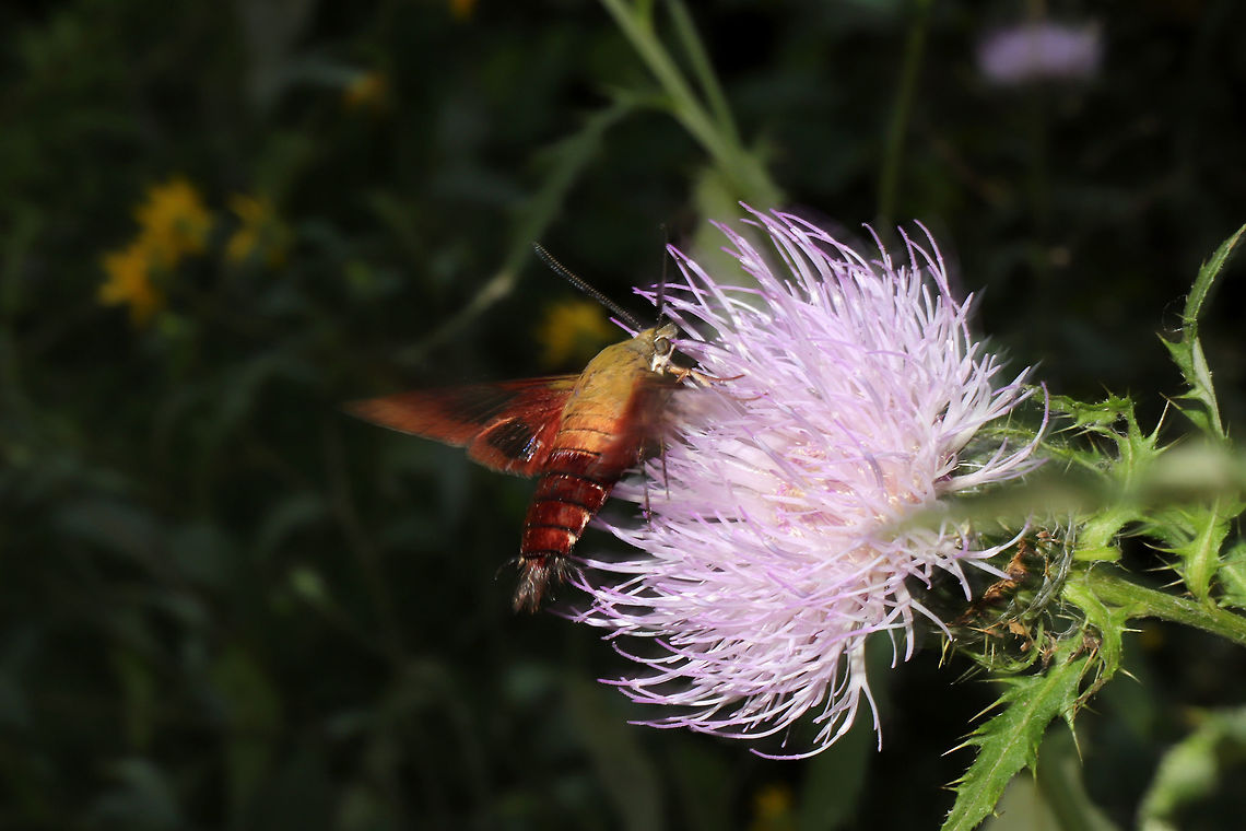 Hummingbird Clearwing (Hemaris thysbe) Nectaring on Tall Thistle (Cirsium altissimum) at a dense mixed forest edge. <br />
<br />
I was SOOO excited to see this species for the first time, however, I was crushed when my flash decided to act up on me during this opportunity!! UGHHH! Photo opportunity FAIL! Geotagged,Hemaris thysbe,Hummingbird Clearwing,Summer,United States