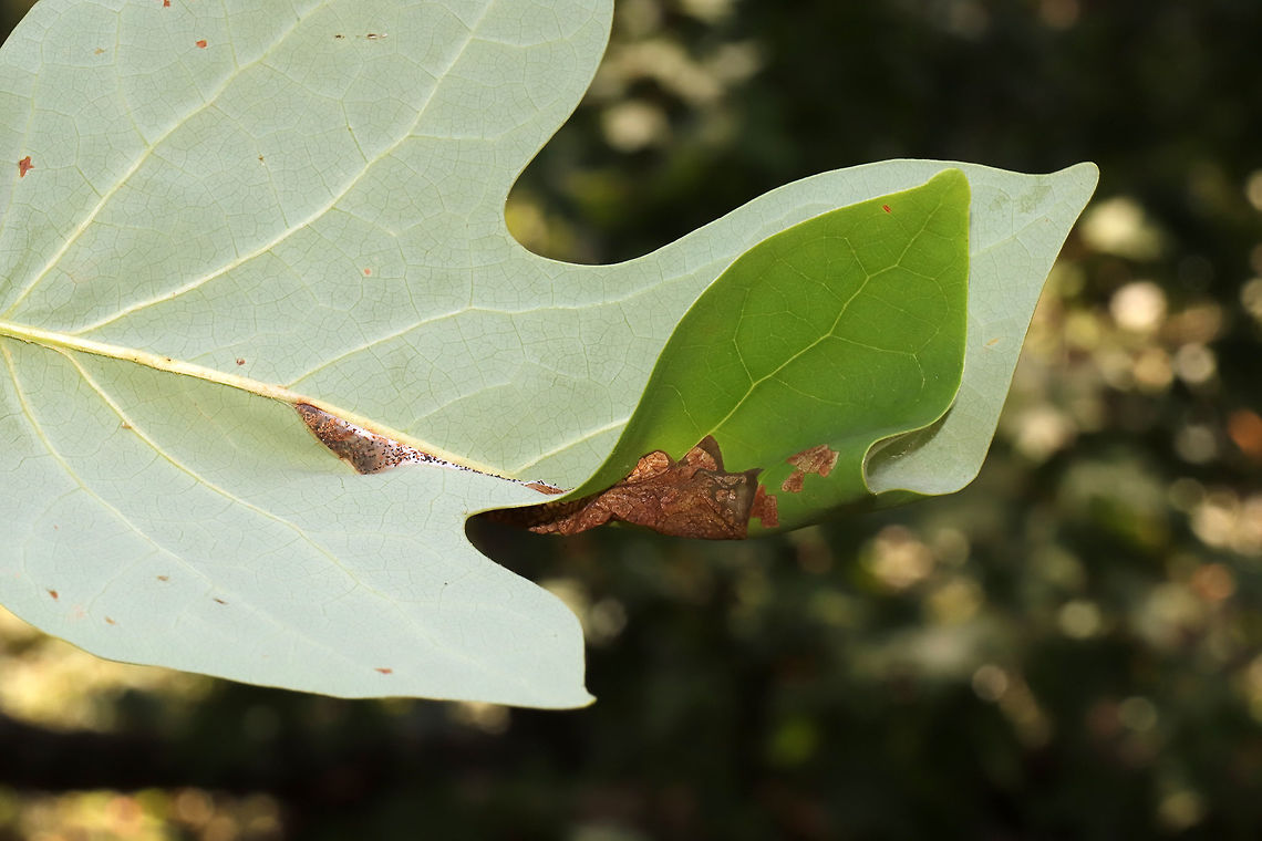 Tulip-Tree Leaftier Moth (Paralobesia liriodendrana) On Tulip Poplar (Liriodendron tulipifera).<br />
<figure class="photo"><a href="https://www.jungledragon.com/image/84666/tulip-tree_leaftier_moth_paralobesia_liriodendrana.html" title="Tulip-Tree Leaftier Moth (Paralobesia liriodendrana)"><img src="https://s3.amazonaws.com/media.jungledragon.com/images/3231/84666_thumb.jpg?AWSAccessKeyId=05GMT0V3GWVNE7GGM1R2&Expires=1759968010&Signature=ldlqWzFB%2F3HfP30Gex0PhJrLktw%3D" width="200" height="134" alt="Tulip-Tree Leaftier Moth (Paralobesia liriodendrana) On Tulip Poplar (Liriodendron tulipifera). Mining/leaf damage visible from the top of the leaf.<br />
https://www.jungledragon.com/image/84665/tulip-tree_leaftier_moth_paralobesia_liriodendrana.html<br />
https://www.jungledragon.com/image/84667/tulip-tree_leaftier_moth_paralobesia_liriodendrana.html<br />
https://www.jungledragon.com/image/84668/tulip-tree_leaftier_moth_paralobesia_liriodendrana.html Geotagged,Paralobesia liriodendrana,Summer,United States" /></a></figure><br />
<figure class="photo"><a href="https://www.jungledragon.com/image/84667/tulip-tree_leaftier_moth_paralobesia_liriodendrana.html" title="Tulip-Tree Leaftier Moth (Paralobesia liriodendrana)"><img src="https://s3.amazonaws.com/media.jungledragon.com/images/3231/84667_thumb.jpg?AWSAccessKeyId=05GMT0V3GWVNE7GGM1R2&Expires=1759968010&Signature=S1f6gpV%2BlxJwB1xkfIYbaSmSrfU%3D" width="200" height="134" alt="Tulip-Tree Leaftier Moth (Paralobesia liriodendrana) On Tulip Poplar (Liriodendron tulipifera). <br />
I found a pupa or something inside the silken area?<br />
https://www.jungledragon.com/image/84665/tulip-tree_leaftier_moth_paralobesia_liriodendrana.html<br />
https://www.jungledragon.com/image/84666/tulip-tree_leaftier_moth_paralobesia_liriodendrana.html<br />
https://www.jungledragon.com/image/84668/tulip-tree_leaftier_moth_paralobesia_liriodendrana.html Geotagged,Paralobesia liriodendrana,Summer,United States" /></a></figure><br />
<figure class="photo"><a href="https://www.jungledragon.com/image/84668/tulip-tree_leaftier_moth_paralobesia_liriodendrana.html" title="Tulip-Tree Leaftier Moth (Paralobesia liriodendrana)"><img src="https://s3.amazonaws.com/media.jungledragon.com/images/3231/84668_thumb.jpg?AWSAccessKeyId=05GMT0V3GWVNE7GGM1R2&Expires=1759968010&Signature=2KTWn3OZ97Dn%2Fktam5wr5IBI0CY%3D" width="200" height="134" alt="Tulip-Tree Leaftier Moth (Paralobesia liriodendrana) On Tulip Poplar (Liriodendron tulipifera). Silken area on the underside of the leaf.<br />
https://www.jungledragon.com/image/84665/tulip-tree_leaftier_moth_paralobesia_liriodendrana.html<br />
https://www.jungledragon.com/image/84667/tulip-tree_leaftier_moth_paralobesia_liriodendrana.html<br />
https://www.jungledragon.com/image/84666/tulip-tree_leaftier_moth_paralobesia_liriodendrana.html Geotagged,Paralobesia liriodendrana,Summer,United States" /></a></figure> Geotagged,Paralobesia liriodendrana,Summer,United States