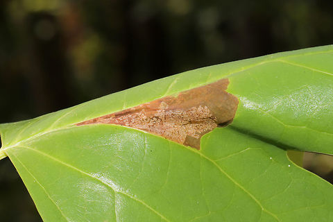 Tulip-Tree Leaftier Moth (Paralobesia liriodendrana) On Tulip Poplar (Liriodendron tulipifera). Mining/leaf damage visible from the top of the leaf.
https://www.jungledragon.com/image/84665/tulip-tree_leaftier_moth_paralobesia_liriodendrana.html
https://www.jungledragon.com/image/84667/tulip-tree_leaftier_moth_paralobesia_liriodendrana.html
https://www.jungledragon.com/image/84668/tulip-tree_leaftier_moth_paralobesia_liriodendrana.html Geotagged,Paralobesia liriodendrana,Summer,United States