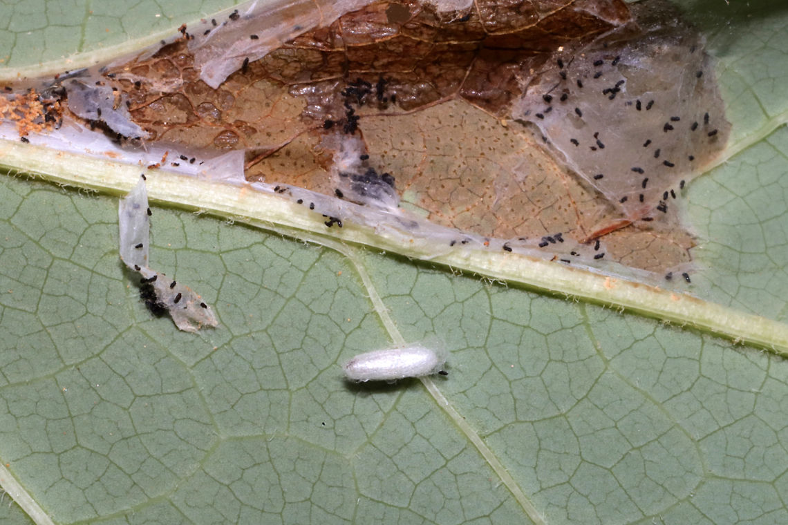 Tulip-Tree Leaftier Moth (Paralobesia liriodendrana) On Tulip Poplar (Liriodendron tulipifera). <br />
I found a pupa or something inside the silken area?<br />
<figure class="photo"><a href="https://www.jungledragon.com/image/84665/tulip-tree_leaftier_moth_paralobesia_liriodendrana.html" title="Tulip-Tree Leaftier Moth (Paralobesia liriodendrana)"><img src="https://s3.amazonaws.com/media.jungledragon.com/images/3231/84665_thumb.jpg?AWSAccessKeyId=05GMT0V3GWVNE7GGM1R2&Expires=1770854410&Signature=40abpwmr05Ja3G%2BBb5zVo2nbUtw%3D" width="200" height="134" alt="Tulip-Tree Leaftier Moth (Paralobesia liriodendrana) On Tulip Poplar (Liriodendron tulipifera).<br />
https://www.jungledragon.com/image/84666/tulip-tree_leaftier_moth_paralobesia_liriodendrana.html<br />
https://www.jungledragon.com/image/84667/tulip-tree_leaftier_moth_paralobesia_liriodendrana.html<br />
https://www.jungledragon.com/image/84668/tulip-tree_leaftier_moth_paralobesia_liriodendrana.html Geotagged,Paralobesia liriodendrana,Summer,United States" /></a></figure><br />
<figure class="photo"><a href="https://www.jungledragon.com/image/84666/tulip-tree_leaftier_moth_paralobesia_liriodendrana.html" title="Tulip-Tree Leaftier Moth (Paralobesia liriodendrana)"><img src="https://s3.amazonaws.com/media.jungledragon.com/images/3231/84666_thumb.jpg?AWSAccessKeyId=05GMT0V3GWVNE7GGM1R2&Expires=1770854410&Signature=Nal21AFJpIeLNT1r26fK8%2BXoweE%3D" width="200" height="134" alt="Tulip-Tree Leaftier Moth (Paralobesia liriodendrana) On Tulip Poplar (Liriodendron tulipifera). Mining/leaf damage visible from the top of the leaf.<br />
https://www.jungledragon.com/image/84665/tulip-tree_leaftier_moth_paralobesia_liriodendrana.html<br />
https://www.jungledragon.com/image/84667/tulip-tree_leaftier_moth_paralobesia_liriodendrana.html<br />
https://www.jungledragon.com/image/84668/tulip-tree_leaftier_moth_paralobesia_liriodendrana.html Geotagged,Paralobesia liriodendrana,Summer,United States" /></a></figure><br />
<figure class="photo"><a href="https://www.jungledragon.com/image/84668/tulip-tree_leaftier_moth_paralobesia_liriodendrana.html" title="Tulip-Tree Leaftier Moth (Paralobesia liriodendrana)"><img src="https://s3.amazonaws.com/media.jungledragon.com/images/3231/84668_thumb.jpg?AWSAccessKeyId=05GMT0V3GWVNE7GGM1R2&Expires=1770854410&Signature=JbaXhvKK3W6b26JJyuN8oL51Z84%3D" width="200" height="134" alt="Tulip-Tree Leaftier Moth (Paralobesia liriodendrana) On Tulip Poplar (Liriodendron tulipifera). Silken area on the underside of the leaf.<br />
https://www.jungledragon.com/image/84665/tulip-tree_leaftier_moth_paralobesia_liriodendrana.html<br />
https://www.jungledragon.com/image/84667/tulip-tree_leaftier_moth_paralobesia_liriodendrana.html<br />
https://www.jungledragon.com/image/84666/tulip-tree_leaftier_moth_paralobesia_liriodendrana.html Geotagged,Paralobesia liriodendrana,Summer,United States" /></a></figure> Geotagged,Paralobesia liriodendrana,Summer,United States