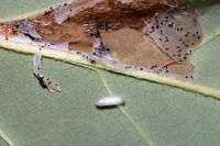 Tulip-Tree Leaftier Moth (Paralobesia liriodendrana) On Tulip Poplar (Liriodendron tulipifera). <br />
I found a pupa or something inside the silken area?<br />
https://www.jungledragon.com/image/84665/tulip-tree_leaftier_moth_paralobesia_liriodendrana.html<br />
https://www.jungledragon.com/image/84666/tulip-tree_leaftier_moth_paralobesia_liriodendrana.html<br />
https://www.jungledragon.com/image/84668/tulip-tree_leaftier_moth_paralobesia_liriodendrana.html Geotagged,Paralobesia liriodendrana,Summer,United States
