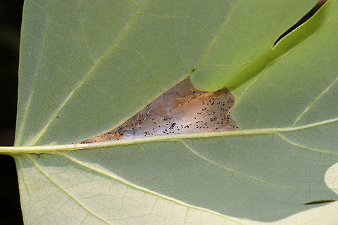 Tulip-Tree Leaftier Moth (Paralobesia liriodendrana) On Tulip Poplar (Liriodendron tulipifera). Silken area on the underside of the leaf.
https://www.jungledragon.com/image/84665/tulip-tree_leaftier_moth_paralobesia_liriodendrana.html
https://www.jungledragon.com/image/84667/tulip-tree_leaftier_moth_paralobesia_liriodendrana.html
https://www.jungledragon.com/image/84666/tulip-tree_leaftier_moth_paralobesia_liriodendrana.html Geotagged,Paralobesia liriodendrana,Summer,United States